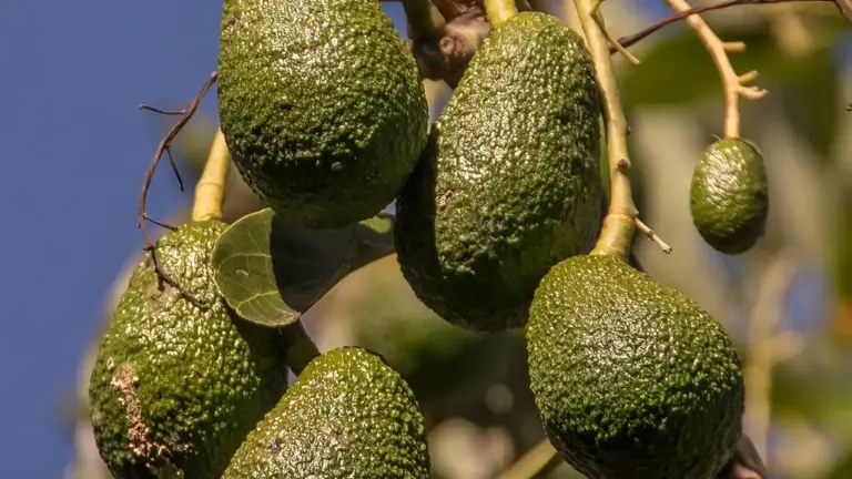 Close-up of green, bumpy Hass avocados growing on a tree in sunlight.