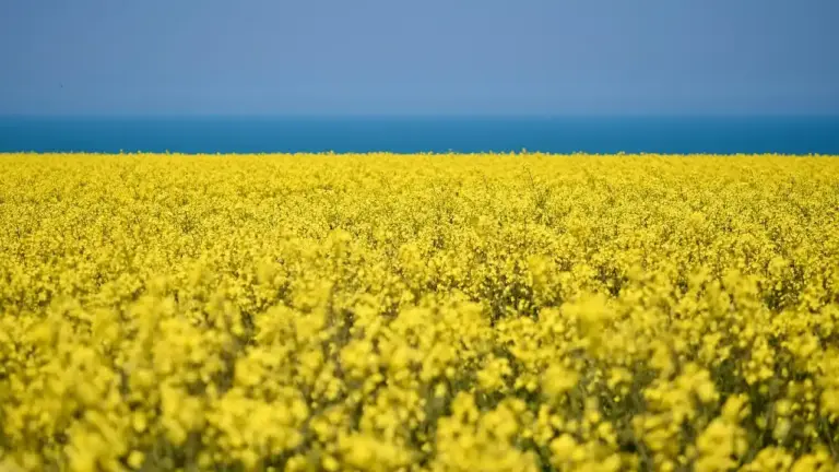 A bright yellow canola field stretching to the horizon under a clear blue sky.