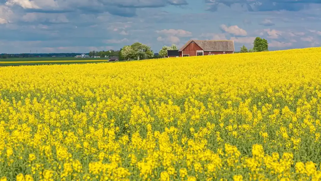 How is Canola Oil Made and What Plant Does it Come From?