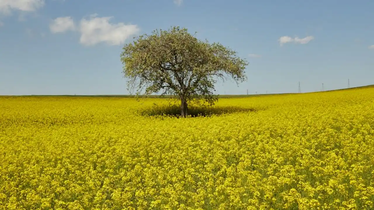 Single tree in the middle of a vast field of bright yellow canola flowers under a clear blue sky.