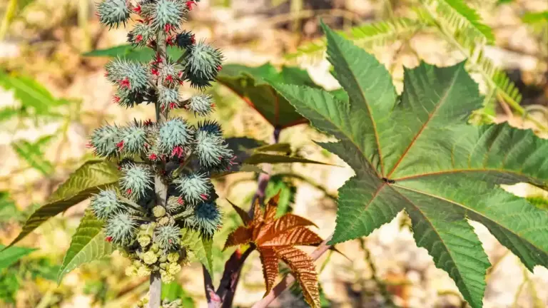 Castor bean plant (Ricinus communis) with large palmate leaves and spiky seed clusters, the source of authentic Jamaican Black Castor Oil.