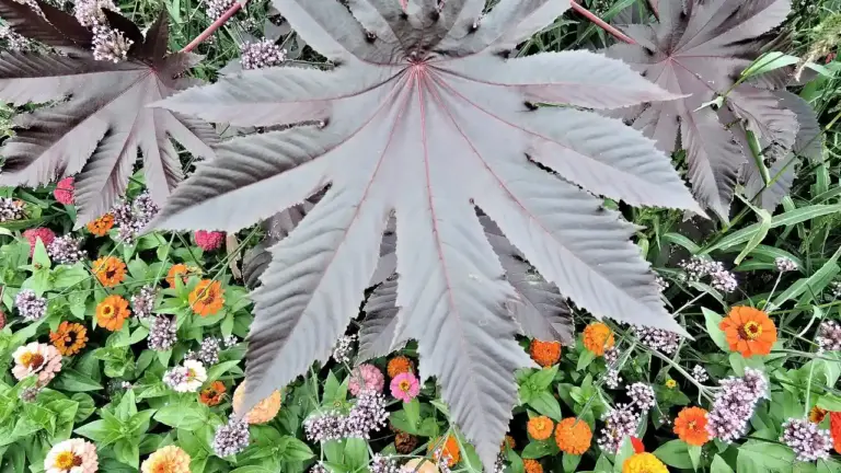 Large purple-tinted palmate leaf of the castor oil plant with orange and purple flowers in a garden bed