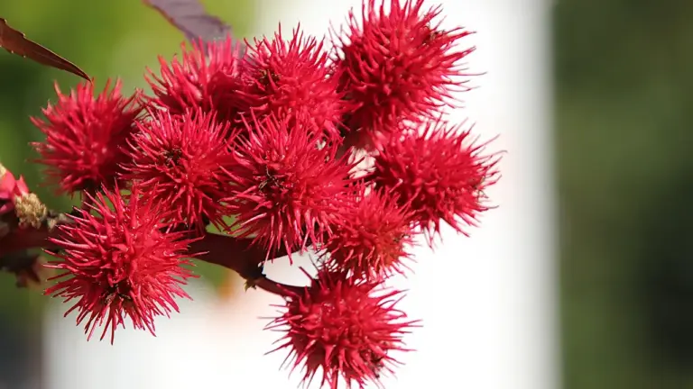 Close-up of bright red, spiky castor bean seed capsules on a branch