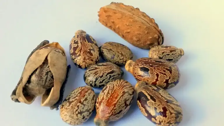 Close-up of castor beans (Ricinus communis seeds) with mottled brown shells on a pale surface.