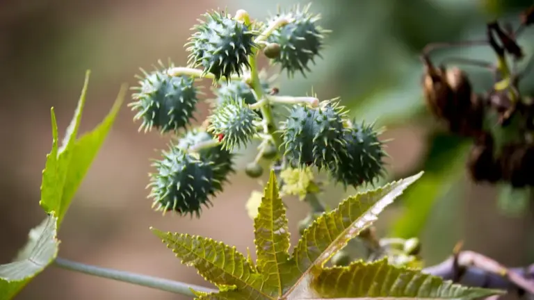 Close-up of a castor oil plant with spiky green seed pods and large lobed leaves.