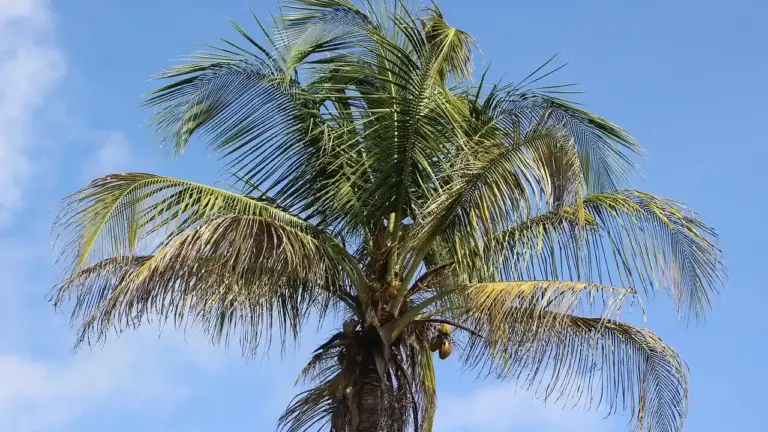 Coconut palm tree with hanging coconuts against a bright blue sky.