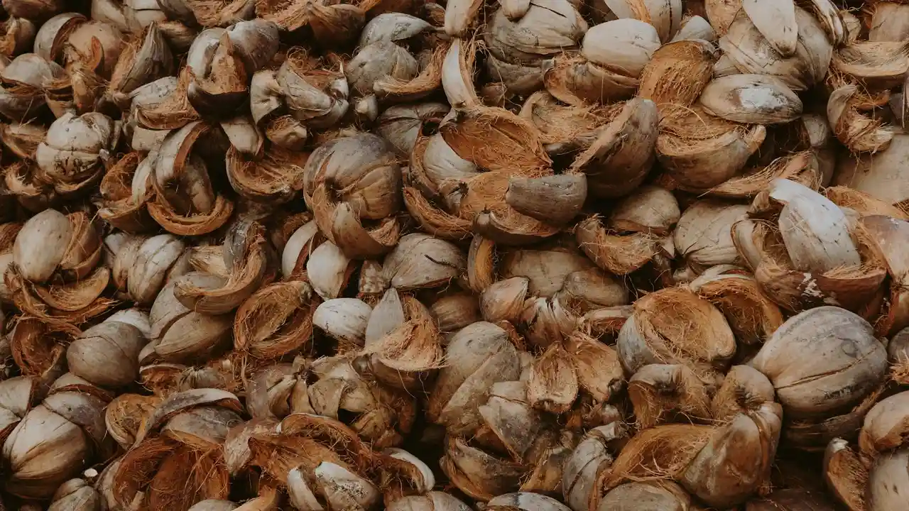 Pile of dried, brown coconut shells and husks