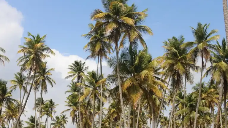 Coconut palm trees lining a tropical coastline under a clear blue sky