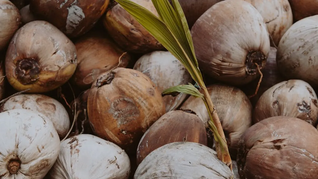 Close-up of brown and white coconuts with a green palm frond