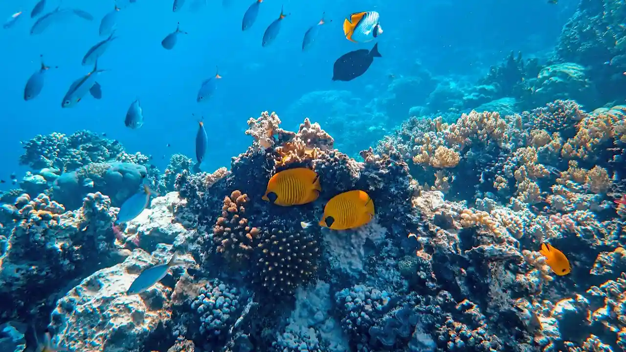 Underwater coral reef with colorful tropical fish swimming among the corals.