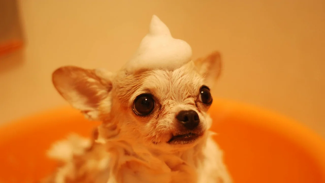 Small dog with a dollop of white foam on its head, sitting in an orange tub.