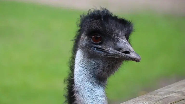 Close-up of an emu's head with a green grassy background
