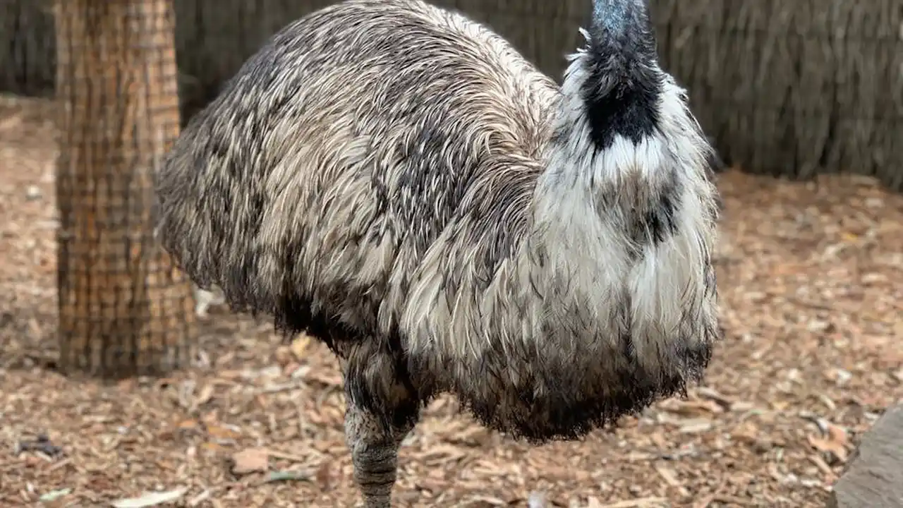 An adult emu standing on dirt ground in a farmyard with gray-brown feathers.