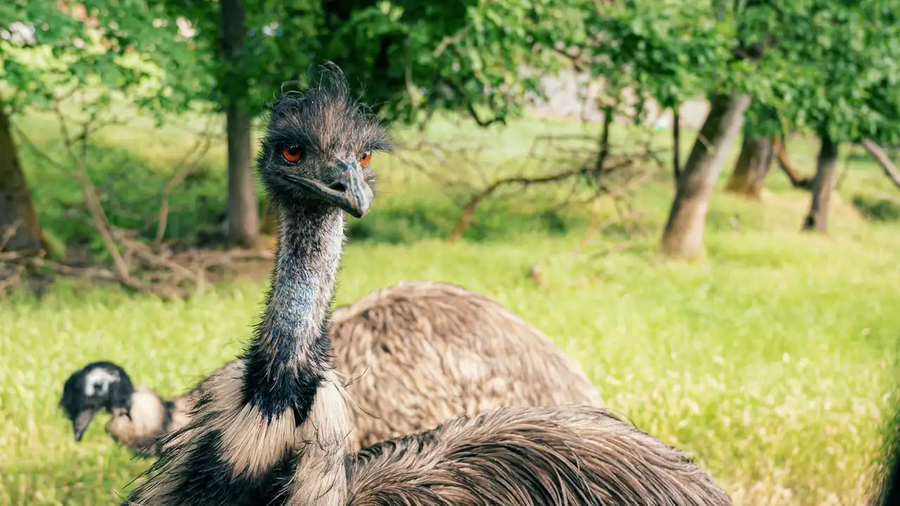 Emu standing in a grassy field with trees in the background.