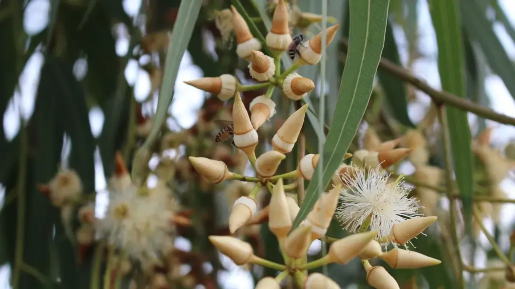 Is Eucalyptus Oil Toxic to Dogs? Your Safety Guide Answered
