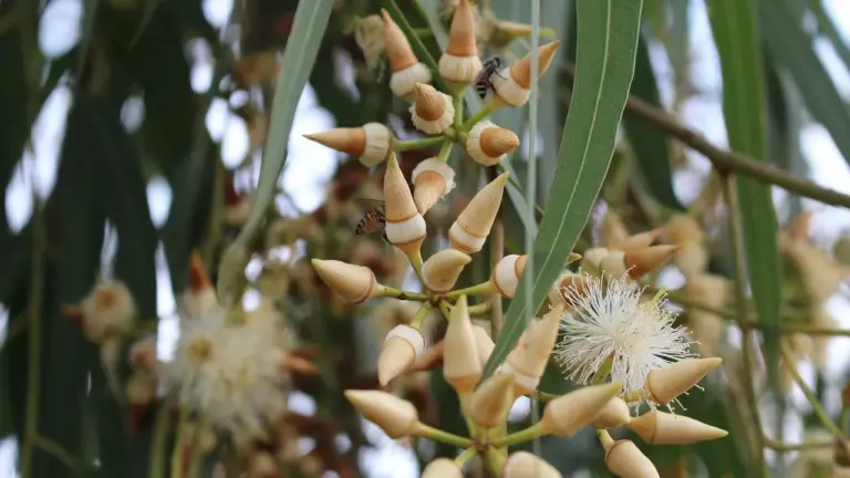 Close-up of eucalyptus leaves, buds, and white fluffy flowers on a branch