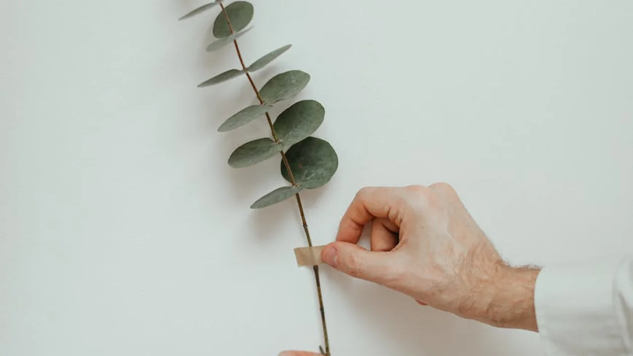 Close-up of a hand pinching a eucalyptus stem with round green leaves.