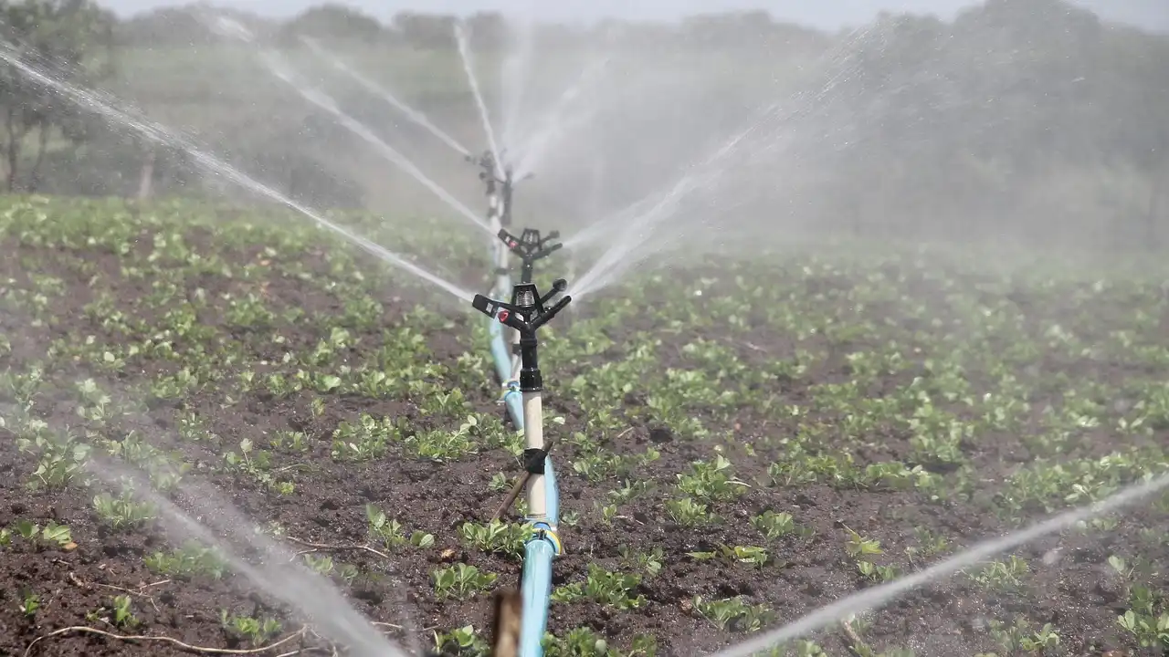 Field of young crops being watered by overhead sprinklers