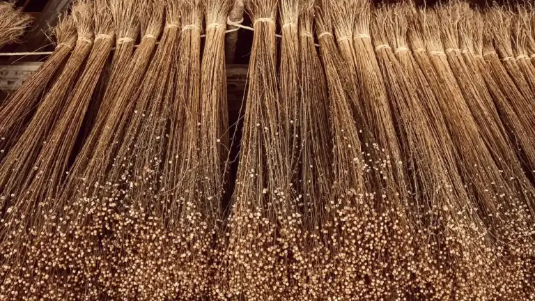 Rows of flax stems hanging to dry after harvest, the raw material used to make linen and the source of linseed oil.