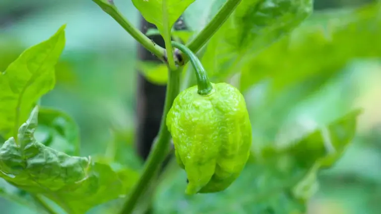 Close-up of a green chili pepper growing on its plant.