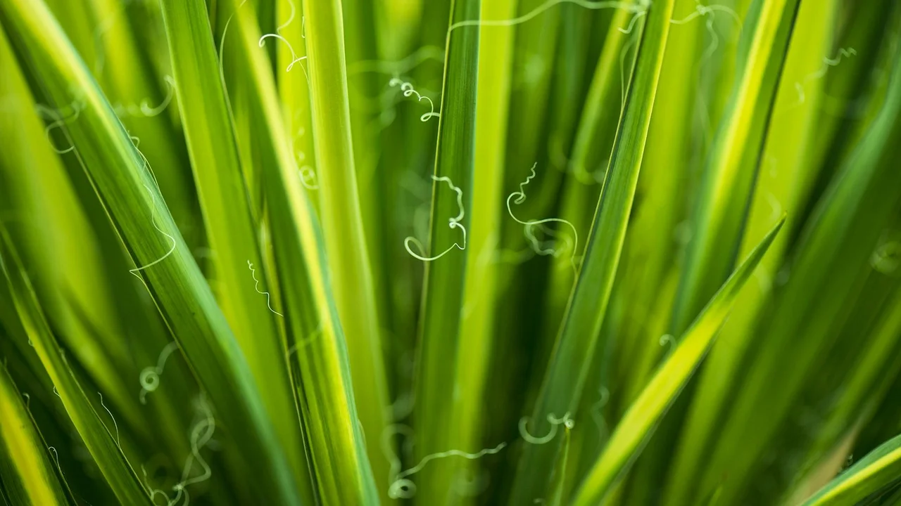Close-up of vibrant green leaves and stems
