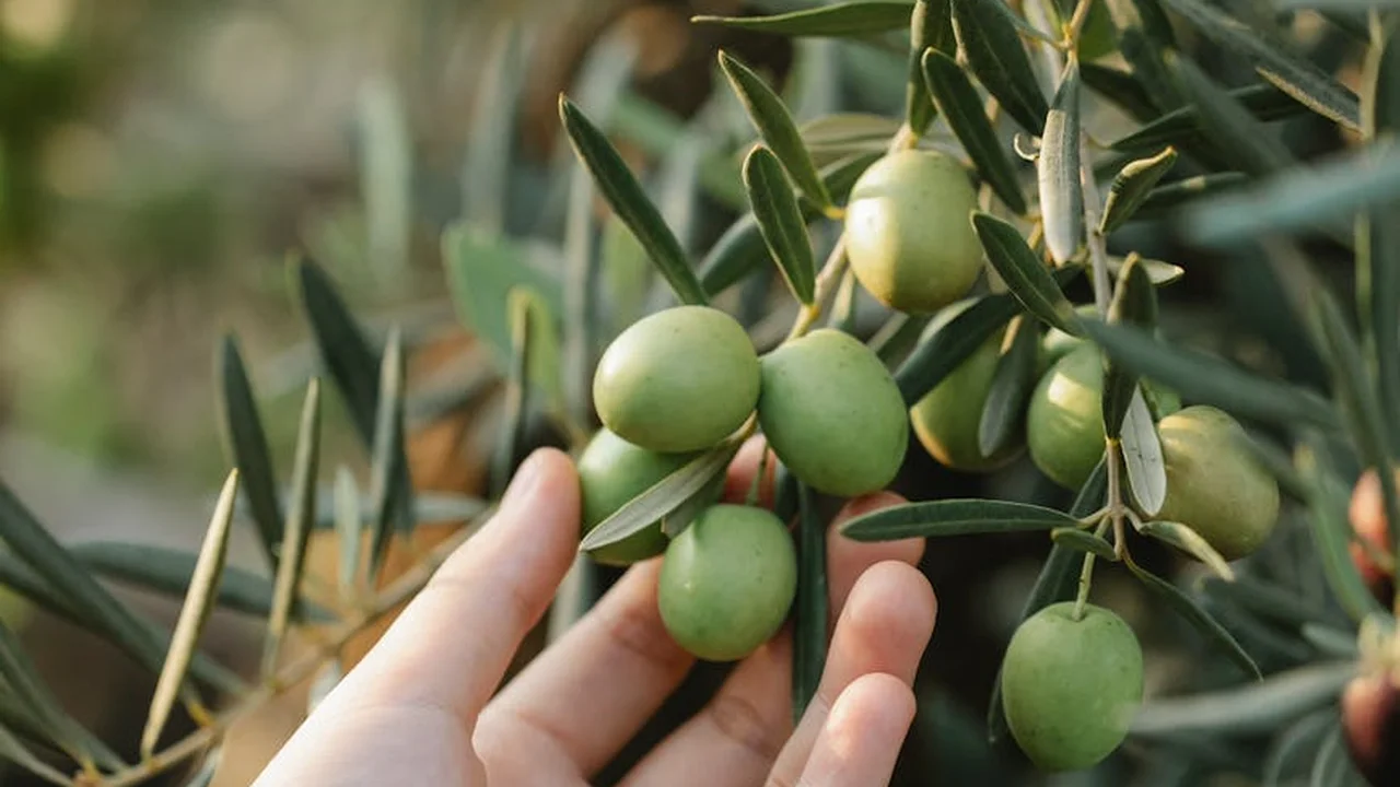 Close-up of green olives on an olive branch with a hand reaching toward them.