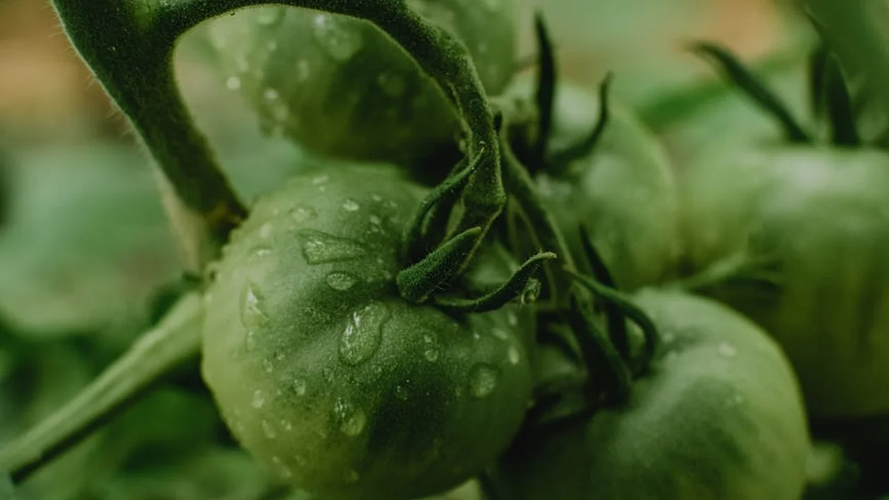 Close-up of green tomatoes on the vine with droplets of water