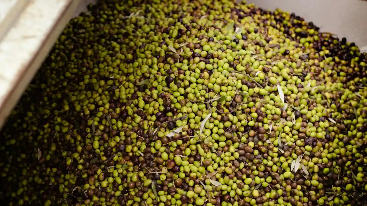 Close-up of a tray filled with numerous small green and brown seeds.