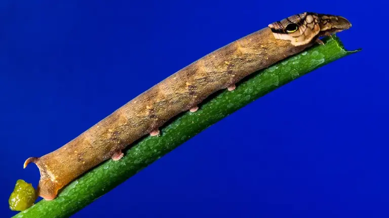 Close-up of a brown inchworm on a green plant stem against a blue background.