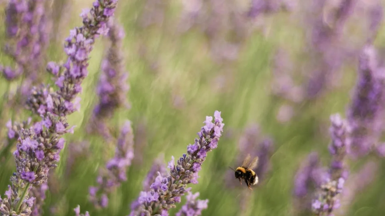 Close-up of purple lavender blossoms with a bee hovering nearby