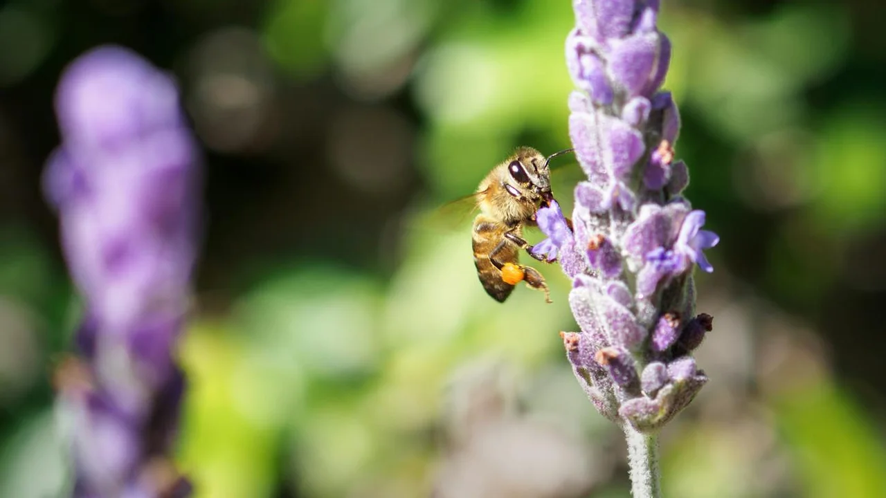 Close-up of a bee perched on a purple lavender flower