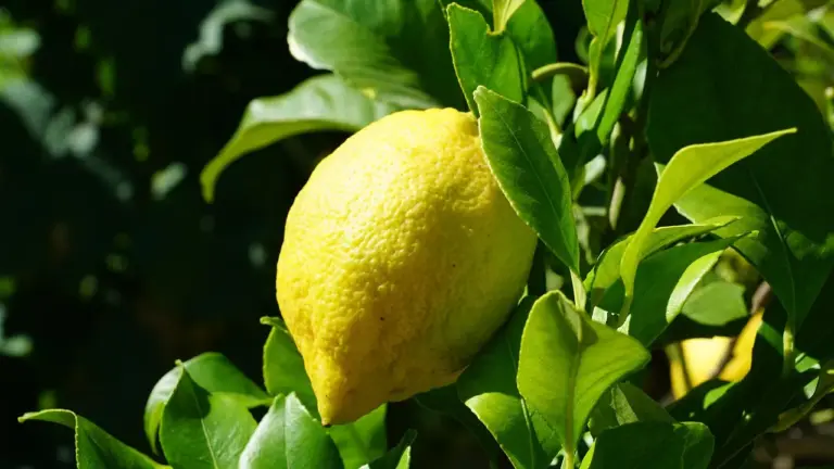 Close-up of a ripe yellow lemon hanging on a lemon tree with green leaves
