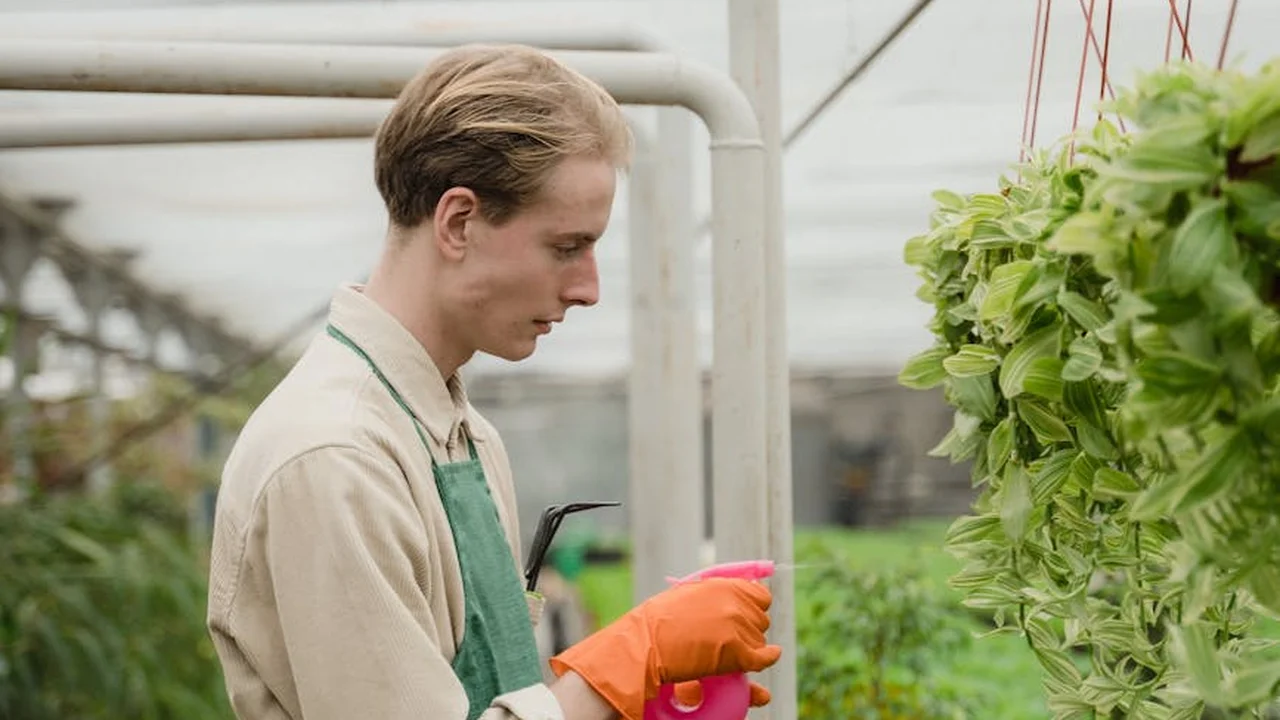 Gardener in a beige shirt and green apron wearing orange gloves, applying liquid to hanging plants with a spray bottle in a greenhouse