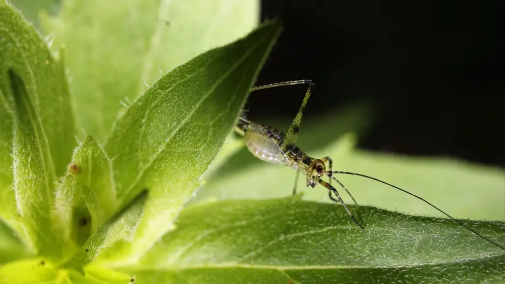 How Often Should You Apply Neem Oil to Plants for Pest Control and Disease Prevention?