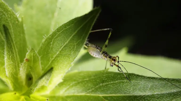 Close-up of a small insect on a green plant leaf.