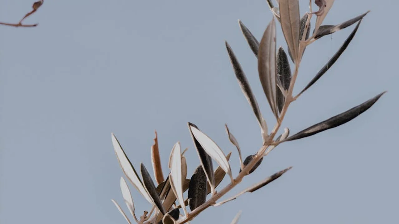 Close-up of an olive branch with narrow green-silver leaves against a soft blue-gray background