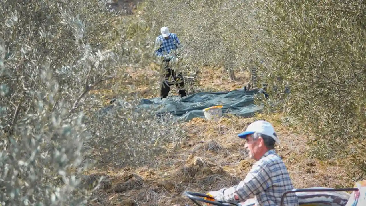 Two workers harvest olives in a sunlit olive grove, nets spread on the ground to catch fallen fruit