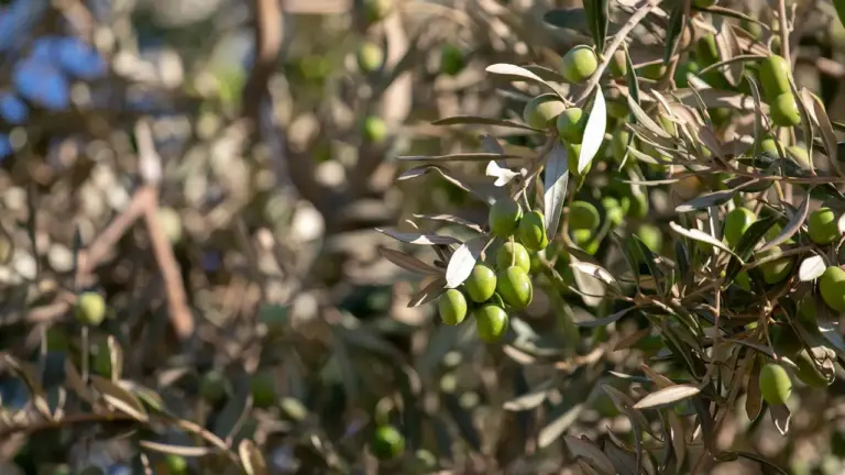 Close-up of olive tree branches with green olives