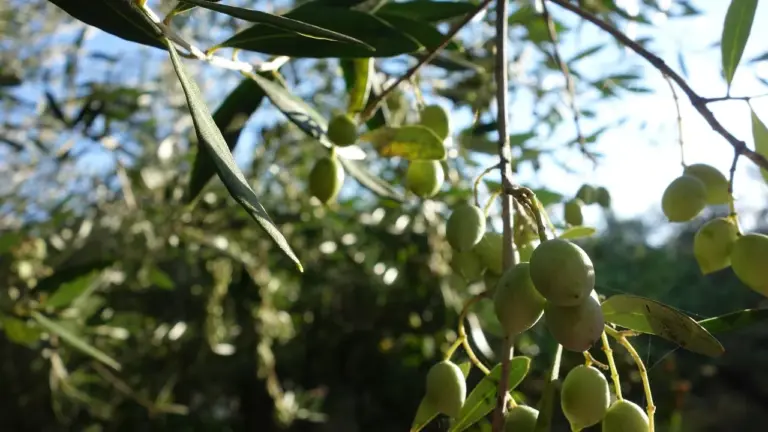 Close-up of olive tree branch with green olives ripening in sunlight
