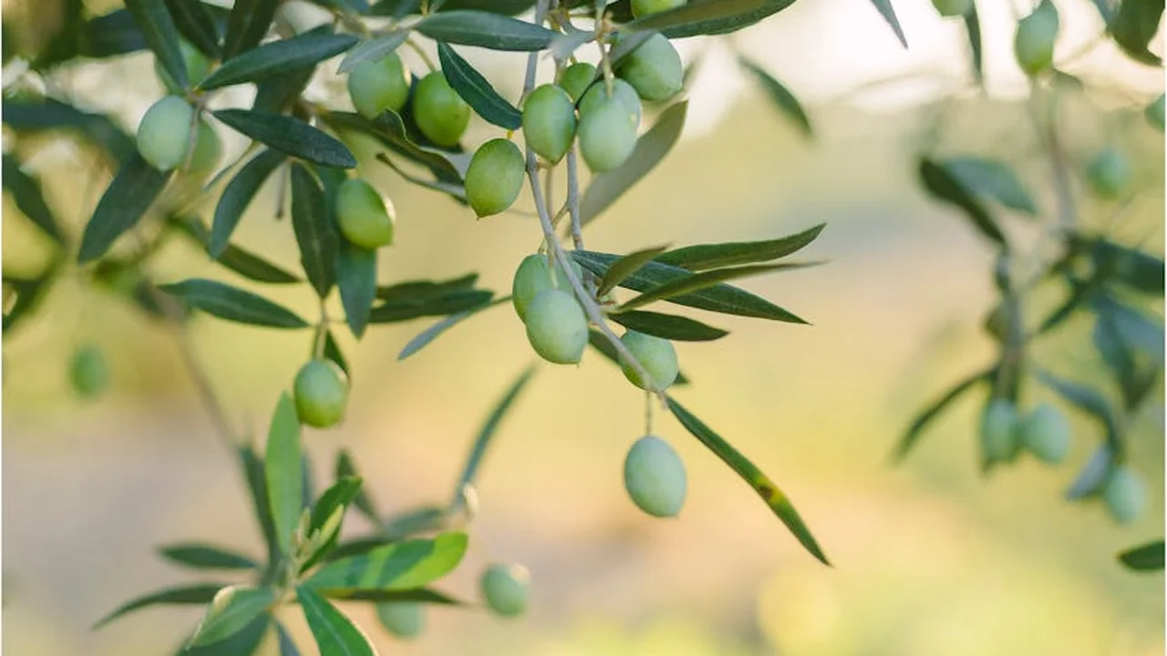 Close-up of green olives hanging from olive tree branches.