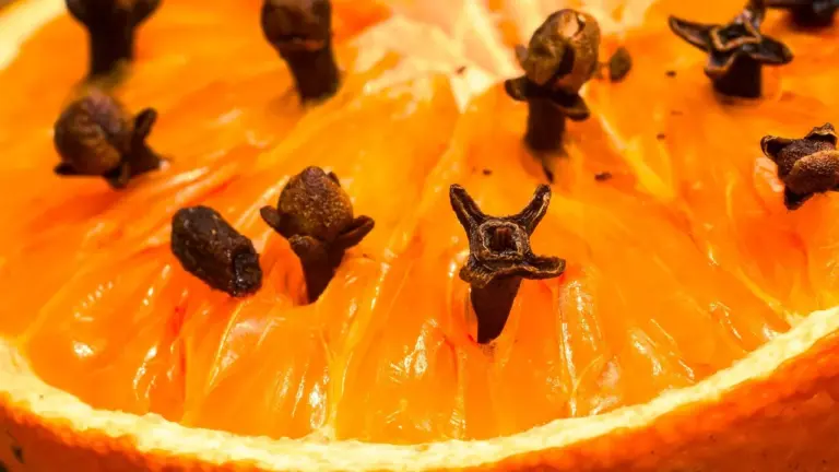 Close-up of an orange slice studded with whole cloves.