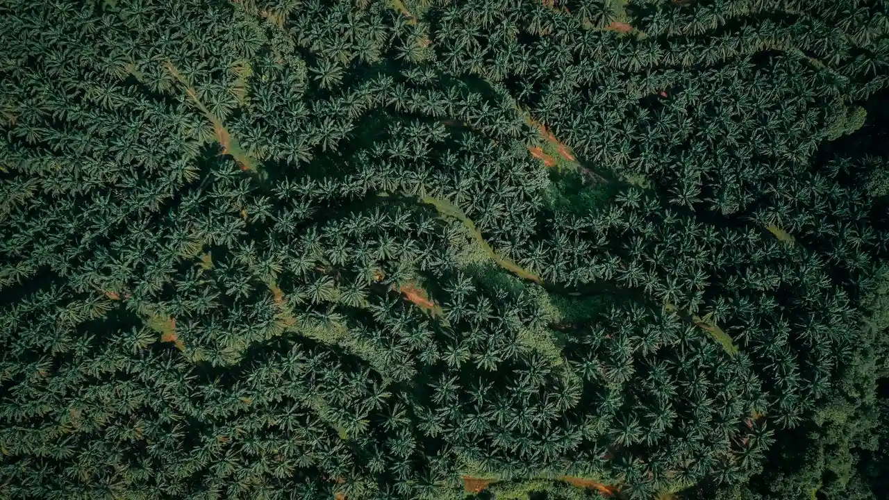 Aerial view of a dense oil palm plantation with uniformly spaced trees.