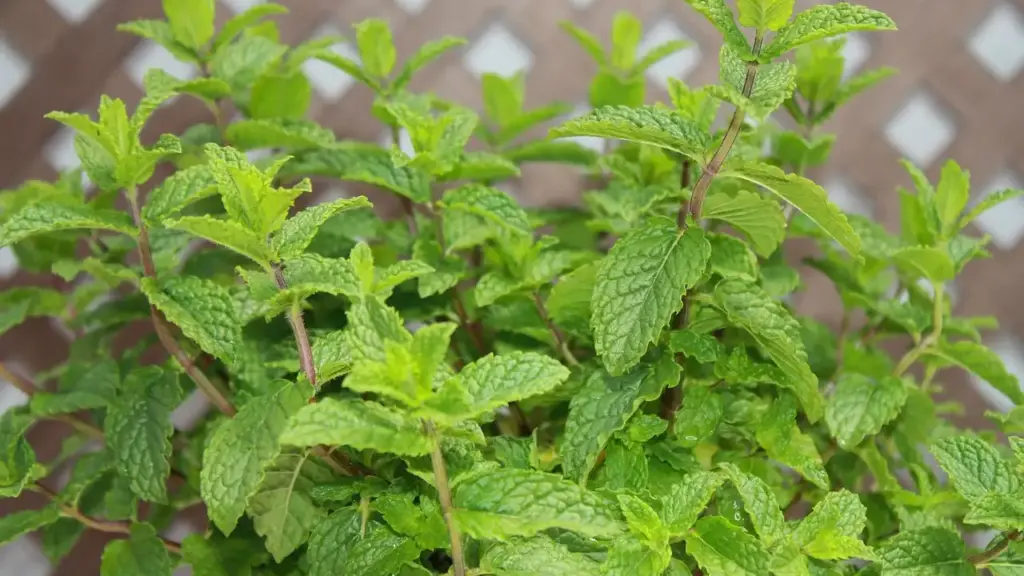 Is Peppermint Essential Oil Safe for Pets?