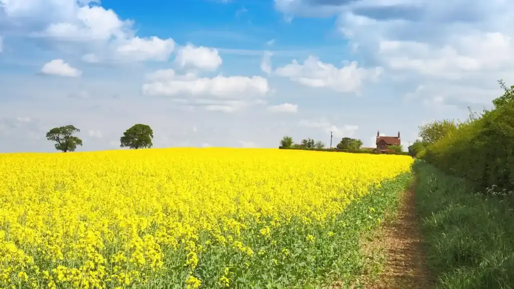 Which Seed Oils Should You Avoid for Your Health Concerns?