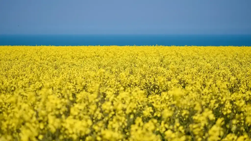 What Are the Best Food Sources of Linoleic Acid and How Much Should You Eat Daily?