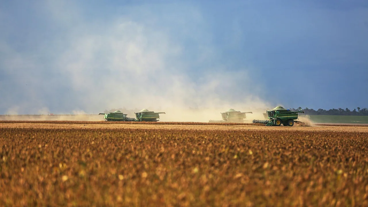 Harvesters working across a large rapeseed field, kicking up dust as they harvest seeds.