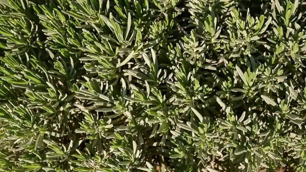 What Are the Key Characteristics of Rosemary Oil and How Can You Make It at Home?