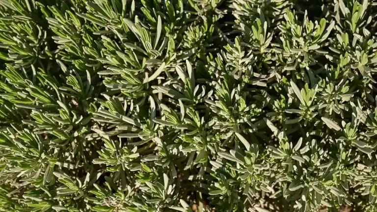 Close-up of fresh rosemary sprigs with narrow, needle-like leaves