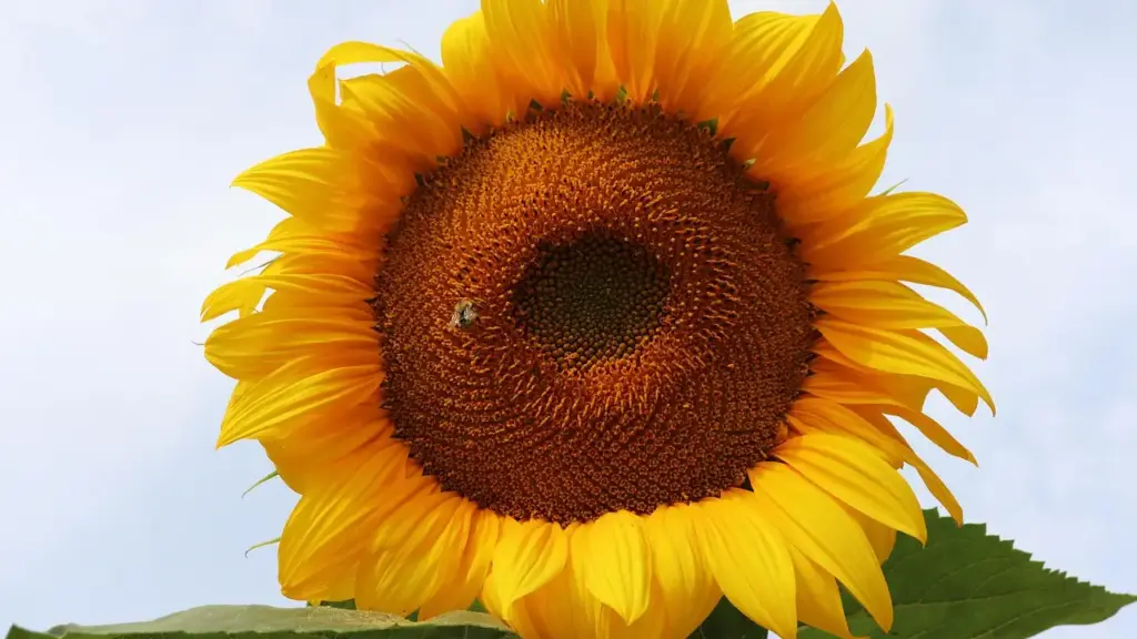 What Are Botanical Oils? A Simple Guide to Definitions and Uses