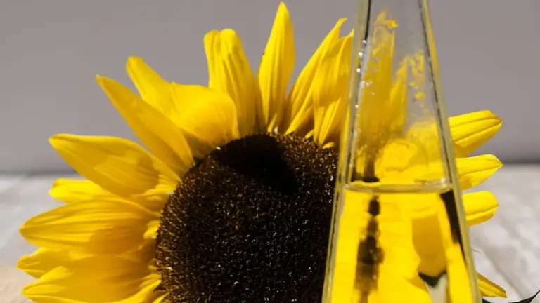 Close-up of a bright yellow sunflower beside a bottle of golden oil